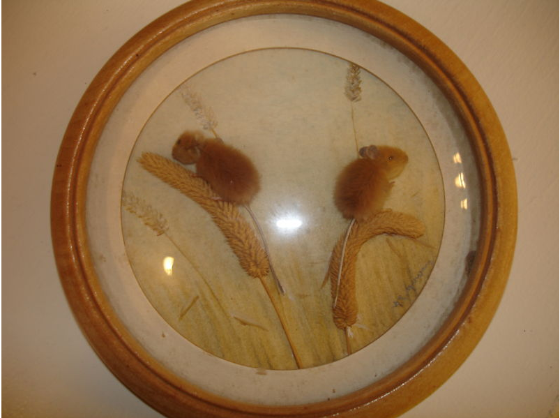 Eastern Harvest Mice (5-inch)